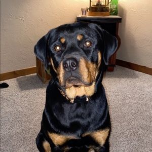 Meet your Posher, Casey